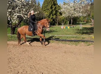 Autres chevaux de trait Croisé, Jument, 13 Ans, 165 cm, Alezan dun