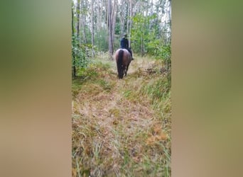 Autres chevaux de trait Croisé, Jument, 13 Ans, 165 cm, Roan-Bay