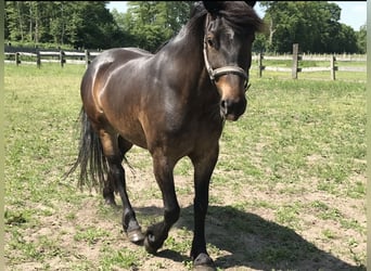 Autres chevaux de trait, Jument, 14 Ans, 154 cm, Bai