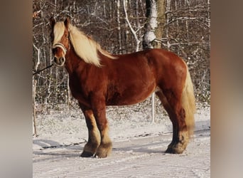 Autres chevaux de trait, Jument, 15 Ans, 164 cm, Bai brun
