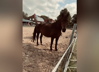 Autres chevaux de trait Croisé, Jument, 16 Ans, 162 cm, Bai