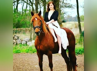 Autres chevaux de trait Croisé, Jument, 17 Ans, 160 cm