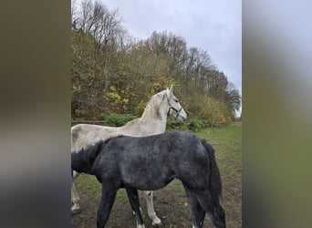 Autres chevaux de trait Croisé, Jument, 1 Année, 140 cm, Peut devenir gris