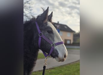 Autres chevaux de trait Croisé, Jument, 1 Année, 140 cm, Peut devenir gris