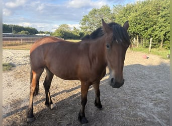 Autres chevaux de trait Croisé, Jument, 2 Ans, 145 cm, Bai brun