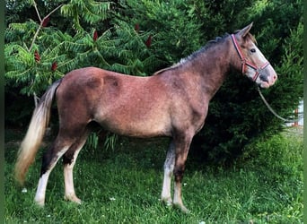 Autres chevaux de trait, Jument, 2 Ans, 150 cm, Gris (bai-dun)