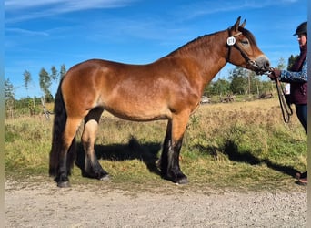 Autres chevaux de trait, Jument, 3 Ans, 155 cm, Bai