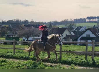 Autres chevaux de trait, Jument, 3 Ans, 158 cm, Alezan