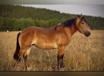 Autres chevaux de trait, Jument, 3 Ans, 160 cm, Bai