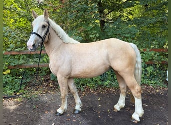 Autres chevaux de trait, Jument, 3 Ans, 160 cm, Palomino