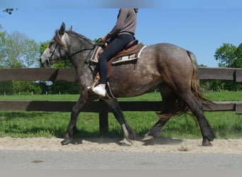 Autres chevaux de trait, Jument, 3 Ans, 161 cm, Gris