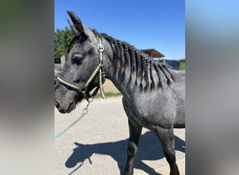 Autres chevaux de trait, Jument, 4 Ans, 148 cm, Gris pommelé