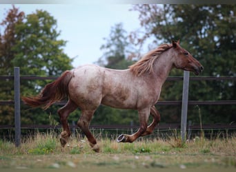Autres chevaux de trait, Jument, 4 Ans, 152 cm, Rouan Rouge