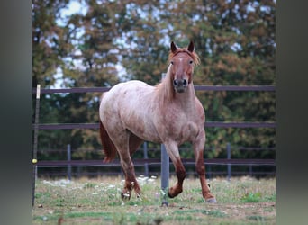 Autres chevaux de trait, Jument, 4 Ans, 152 cm, Rouan Rouge