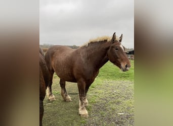 Autres chevaux de trait, Jument, 4 Ans, 153 cm, Alezan brûlé