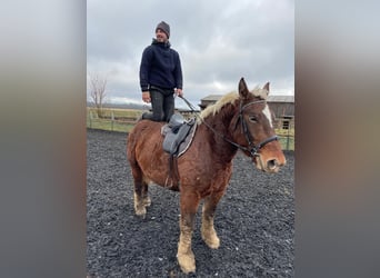 Autres chevaux de trait, Jument, 4 Ans, 153 cm, Alezan brûlé