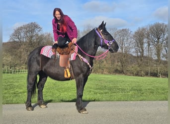Autres chevaux de trait Croisé, Jument, 4 Ans, 153 cm, Noir