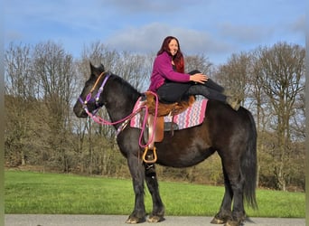 Autres chevaux de trait Croisé, Jument, 4 Ans, 153 cm, Noir