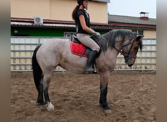 Autres chevaux de trait Croisé, Jument, 4 Ans, 155 cm, Gris (bai-dun)