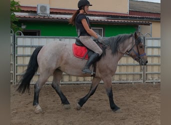 Autres chevaux de trait Croisé, Jument, 4 Ans, 155 cm, Gris (bai-dun)