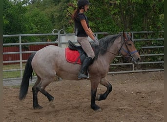 Autres chevaux de trait Croisé, Jument, 4 Ans, 155 cm, Gris (bai-dun)