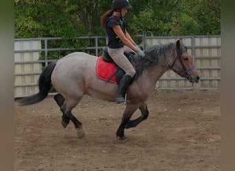 Autres chevaux de trait Croisé, Jument, 4 Ans, 155 cm, Gris (bai-dun)