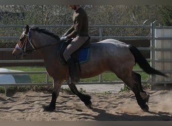 Autres chevaux de trait, Jument, 4 Ans, 155 cm, Gris (bai-dun)