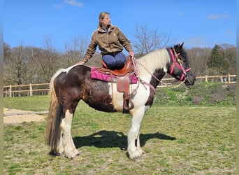Autres chevaux de trait, Jument, 4 Ans, 157 cm, Pinto