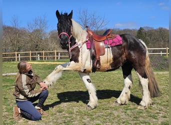 Autres chevaux de trait, Jument, 4 Ans, 157 cm, Pinto