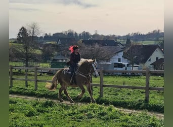 Autres chevaux de trait, Jument, 4 Ans, 158 cm, Alezan