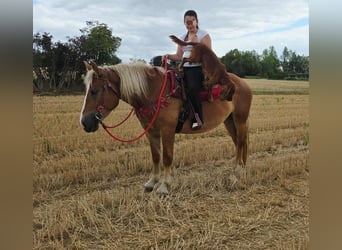 Autres chevaux de trait, Jument, 4 Ans, 158 cm, Alezan