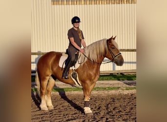 Autres chevaux de trait, Jument, 4 Ans, Alezan