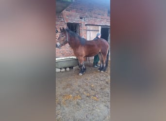 Autres chevaux de trait, Jument, 4 Ans, Bai