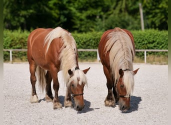 Autres chevaux de trait, Jument, 5 Ans, 155 cm, Alezan