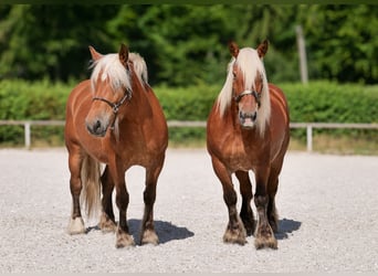 Autres chevaux de trait, Jument, 5 Ans, 155 cm, Alezan