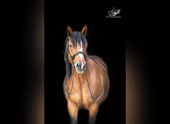 Autres chevaux de trait Croisé, Jument, 5 Ans, 156 cm, Bai