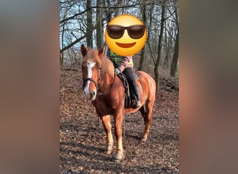 Autres chevaux de trait, Jument, 5 Ans, 157 cm, Alezan