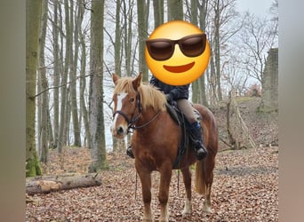 Autres chevaux de trait, Jument, 5 Ans, 157 cm, Alezan