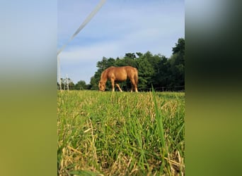 Autres chevaux de trait, Jument, 5 Ans, 157 cm, Alezan