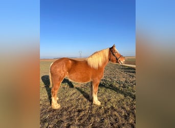 Autres chevaux de trait, Jument, 5 Ans, 160 cm, Alezan