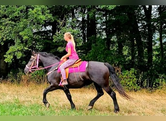 Autres chevaux de trait, Jument, 5 Ans, 167 cm, Noir