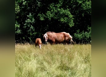 Autres chevaux de trait, Jument, 6 Ans, 160 cm, Alezan