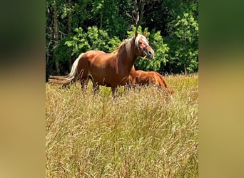 Autres chevaux de trait, Jument, 6 Ans, 160 cm, Alezan