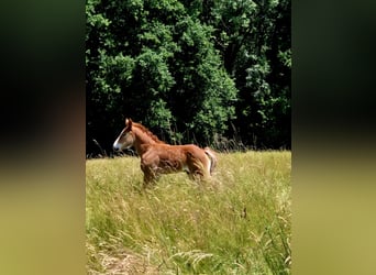 Autres chevaux de trait, Jument, 6 Ans, 160 cm, Alezan