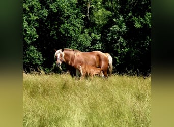 Autres chevaux de trait, Jument, 6 Ans, 160 cm, Alezan