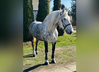 Autres chevaux de trait, Jument, 6 Ans, 162 cm, Gris