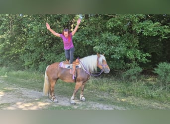 Autres chevaux de trait, Jument, 6 Ans, 165 cm, Alezan brûlé