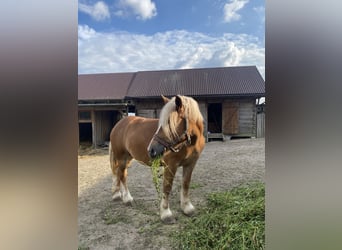 Autres chevaux de trait, Jument, 6 Ans, Alezan