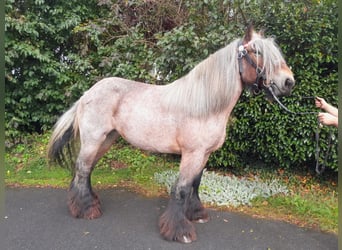 Autres chevaux de trait, Jument, 6 Ans, Aubère