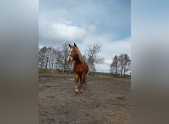 Autres chevaux de trait, Jument, 7 Ans, 150 cm, Alezan